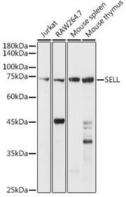 CD62L/L-Selectin Rabbit pAb