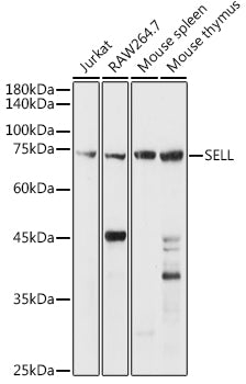 CD62L/L-Selectin Rabbit pAb