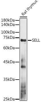 CD62L/L-Selectin Rabbit pAb