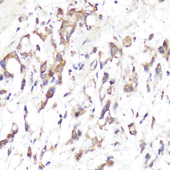 CD62L/L-Selectin Rabbit pAb