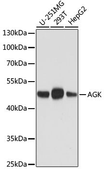 AGK Mouse mAb