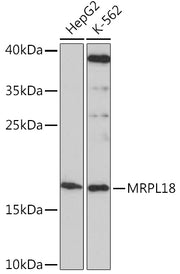 MRPL18 Rabbit pAb