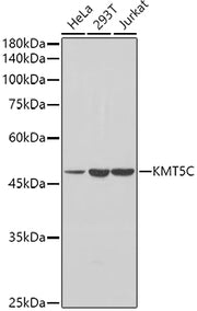 [KO Validated] KMT5C Rabbit pAb