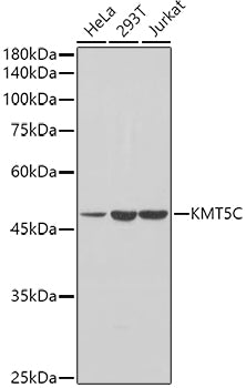 [KO Validated] KMT5C Rabbit pAb