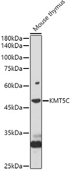 [KO Validated] KMT5C Rabbit pAb