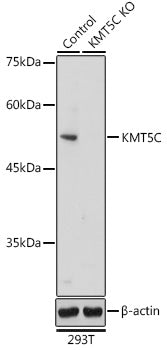 [KO Validated] KMT5C Rabbit pAb