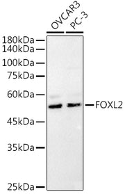 FOXL2 Rabbit pAb