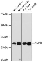 SMN1 Rabbit pAb