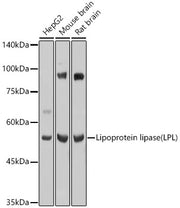 Lipoprotein lipase (LPL) Rabbit pAb