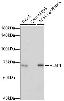 ACSL1 Rabbit pAb