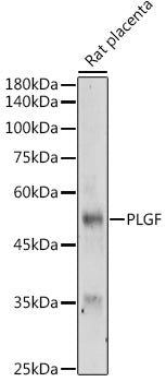 PLGF Rabbit pAb