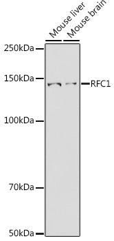 RFC1 Rabbit pAb