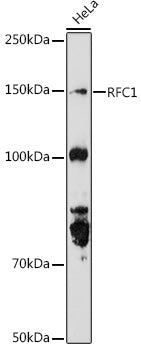 RFC1 Rabbit pAb