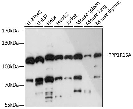 PPP1R15A Rabbit pAb