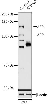 [KO Validated] APP Rabbit pAb