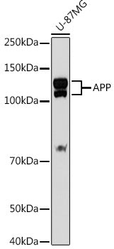 [KO Validated] APP Rabbit pAb