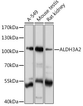 ALDH3A2 Rabbit pAb