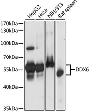 DDX6 Rabbit pAb