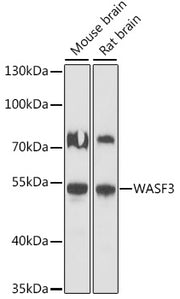 WASF3 Rabbit pAb