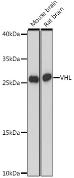 VHL Rabbit pAb