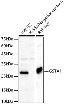 GSTA1 Rabbit pAb