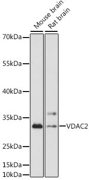 VDAC2 Rabbit pAb
