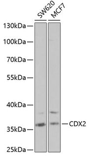 [KD Validated] CDX2 Rabbit pAb