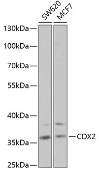 [KD Validated] CDX2 Rabbit pAb