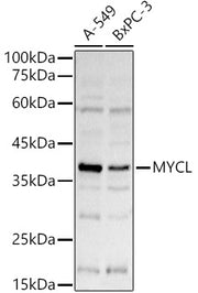 L-Myc Rabbit pAb