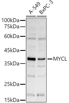 L-Myc Rabbit pAb
