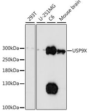 USP9X Rabbit pAb