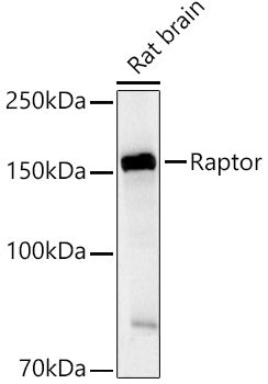 Raptor Rabbit pAb