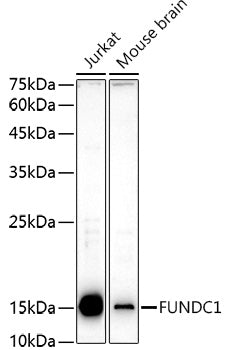 FUNDC1 Rabbit pAb