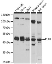 KLF8 Rabbit pAb