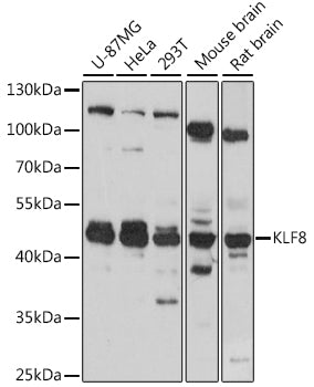 KLF8 Rabbit pAb