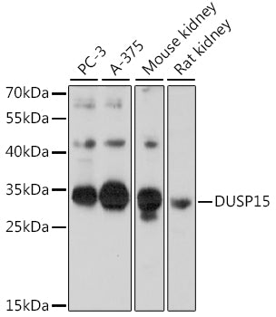 DUSP15 Rabbit pAb