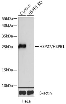 [KO Validated] HSP27/HSPB1 Rabbit pAb