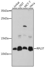 RPL37 Rabbit pAb