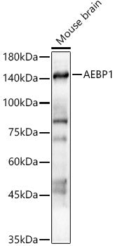 AEBP1 Rabbit pAb