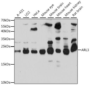 ARL3 Rabbit pAb