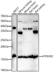 ATP6V0C Rabbit pAb