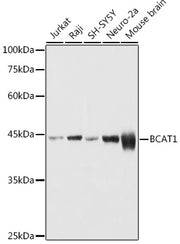 BCAT1 Rabbit pAb