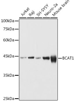 BCAT1 Rabbit pAb