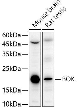 BOK Rabbit pAb