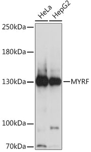 MYRF Rabbit pAb