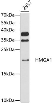 HMGA1 Rabbit pAb