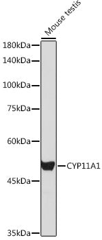 CYP11A1 Rabbit pAb