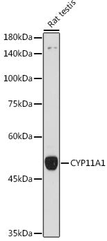 CYP11A1 Rabbit pAb