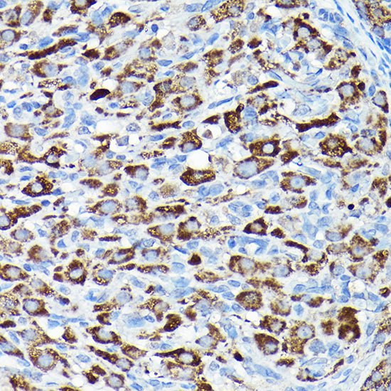 CYP11A1 Rabbit pAb