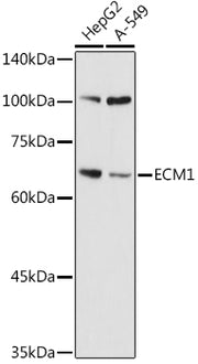 ECM1 Rabbit pAb